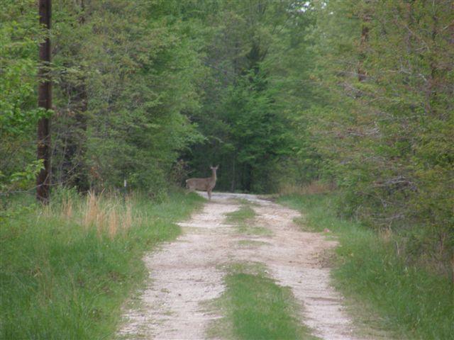 East Texas wilderness