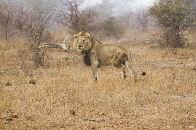 Kruger National Park: de Satara a Olifants - SUDÁFRICA EN EL CORAZÓN (JULIO 2015) (2)