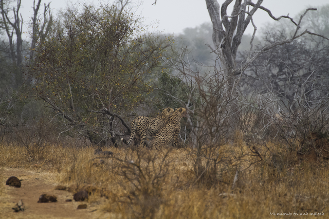 Kruger National Park: de Satara a Olifants - SUDÁFRICA EN EL CORAZÓN (JULIO 2015) (9)