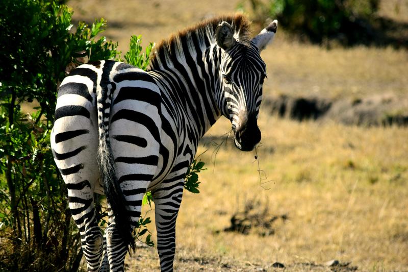 Mis días de safari en Uganda, Kenia y Zanzíbar.. Os lo intento contar - Blogs de Africa Este y Centro - Día completo en el Mara.. qué sitio tan impresionante.. (3)