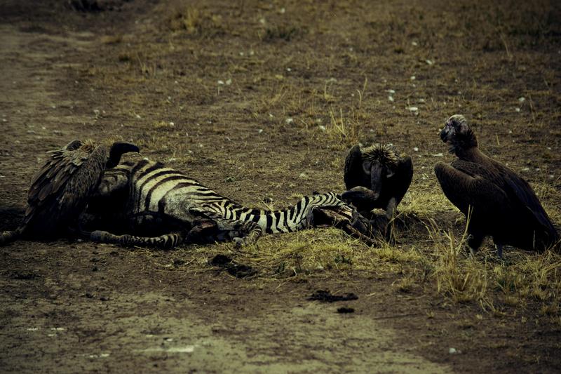 Mis días de safari en Uganda, Kenia y Zanzíbar.. Os lo intento contar - Blogs de Africa Este y Centro - Día completo en el Mara.. qué sitio tan impresionante.. (13)