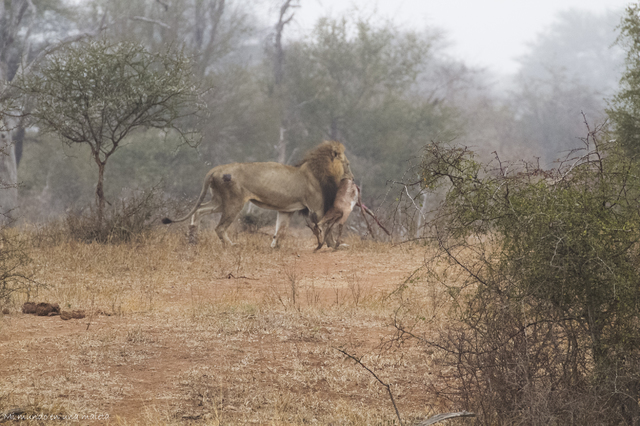 Kruger National Park: de Satara a Olifants - SUDÁFRICA EN EL CORAZÓN (JULIO 2015) (5)