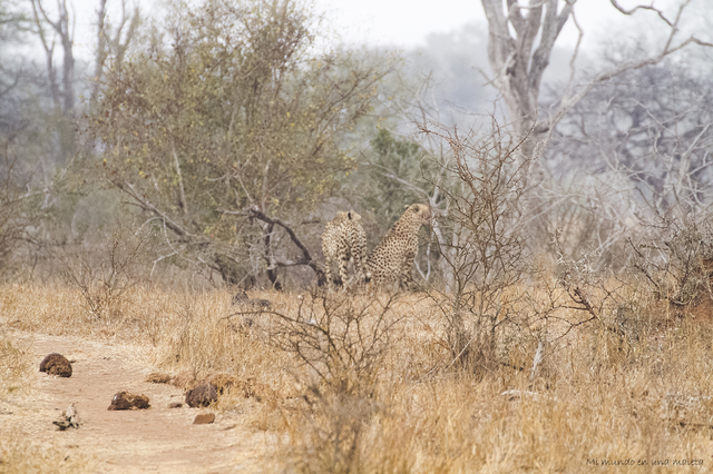 Kruger National Park: de Satara a Olifants - SUDÁFRICA EN EL CORAZÓN (JULIO 2015) (7)