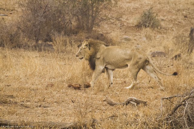 Kruger National Park: de Satara a Olifants - SUDÁFRICA EN EL CORAZÓN (JULIO 2015) (1)
