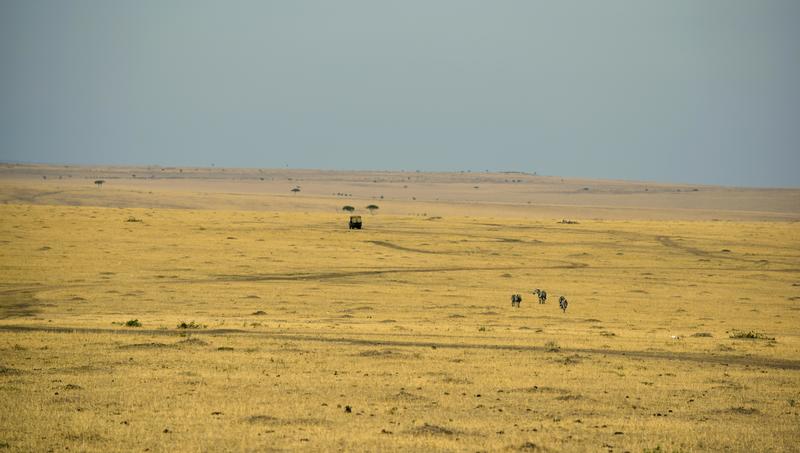 Mis días de safari en Uganda, Kenia y Zanzíbar.. Os lo intento contar - Blogs de Africa Este y Centro - Día completo en el Mara.. qué sitio tan impresionante.. (2)