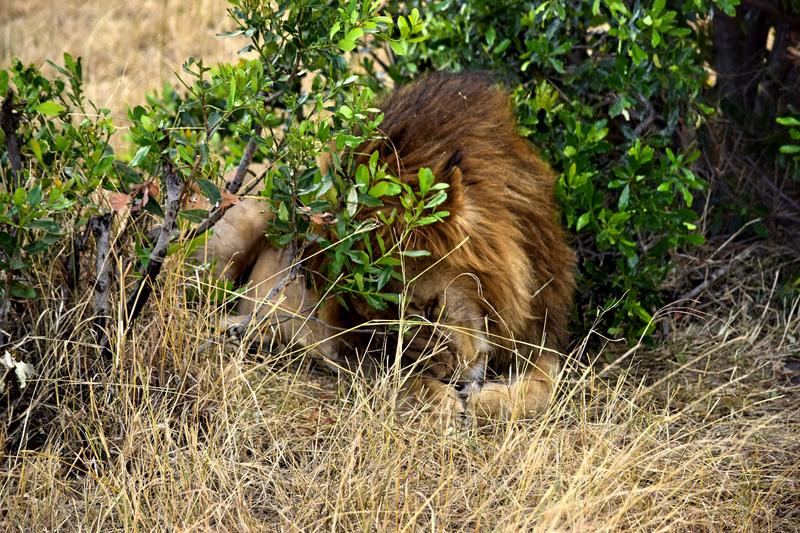 Mis días de safari en Uganda, Kenia y Zanzíbar.. Os lo intento contar - Blogs de Africa Este y Centro - Masai Mara.. Primer contacto (12)