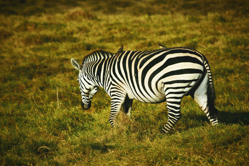 Mis días de safari en Uganda, Kenia y Zanzíbar.. Os lo intento contar - Blogs de Africa Este y Centro - Parque Amboseli, el sitio de los elefantes (12)