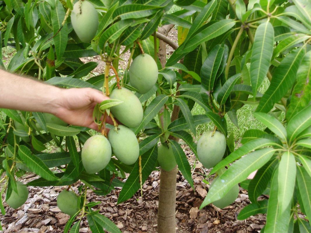 Florida Mango Growing Northern Limit