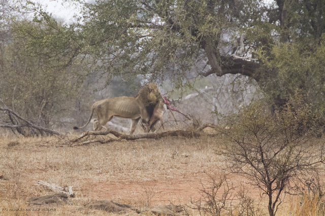 Kruger National Park: de Satara a Olifants - SUDÁFRICA EN EL CORAZÓN (JULIO 2015) (4)