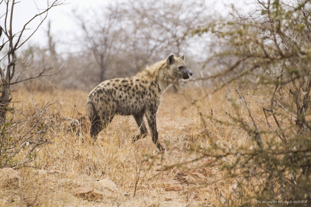 Kruger National Park: de Satara a Olifants - SUDÁFRICA EN EL CORAZÓN (JULIO 2015) (3)
