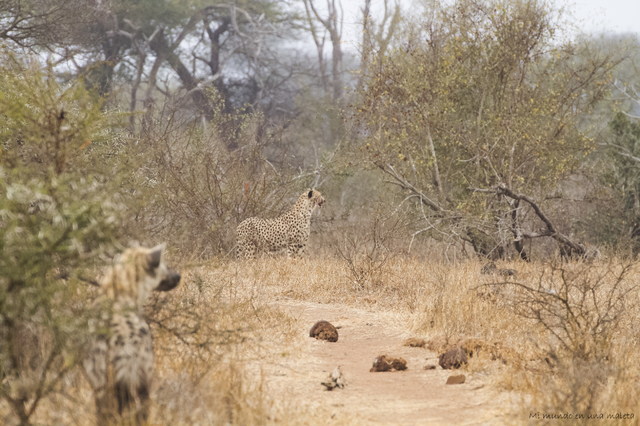 Kruger National Park: de Satara a Olifants - SUDÁFRICA EN EL CORAZÓN (JULIO 2015) (6)