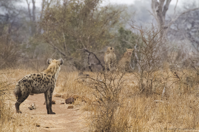 Kruger National Park: de Satara a Olifants - SUDÁFRICA EN EL CORAZÓN (JULIO 2015) (8)