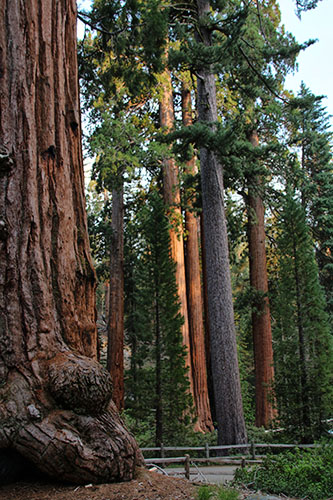 DIA 5: Los Angeles - Sequoia & Kings Canyon - Fresno - 18 días por la Costa Oeste de Estados Unidos: un sueño hecho realidad (8)
