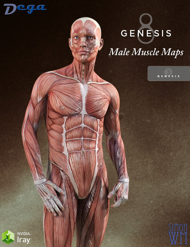 Muscle Maps for Genesis 3 and 8 Male