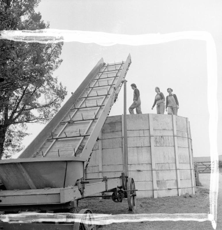 Tres miembros del WLA prensan caminan por el silo lleno de capas de heno y melaza para prensarlo. 1942