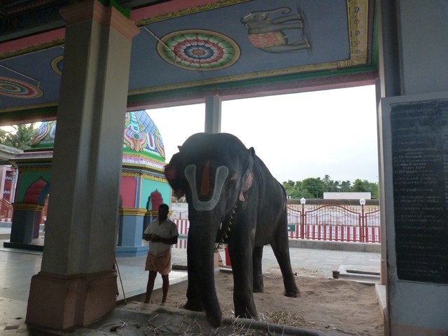 Los Colores del Sur de India - Blogs de India - Kumbakonam con parada en Tanjore – Thanjavur (25)