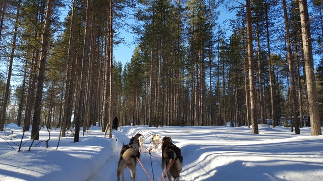 Un cuento de invierno: 10 días en Helsinki, Tallín y Laponia, marzo 2017 - Blogs de Finlandia - Levi, paisajes para una postal (17)