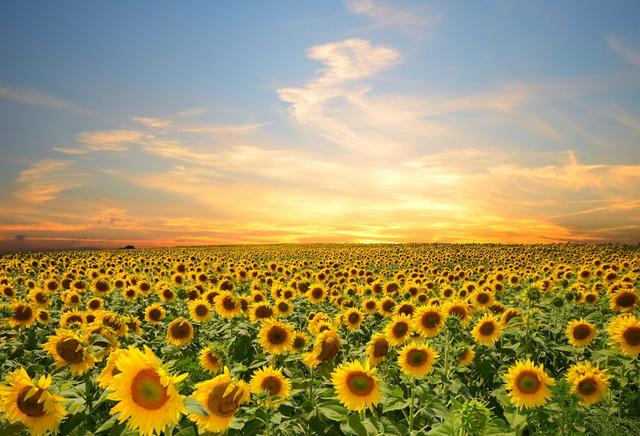Laeacco-_Cloudy-_Sky-_Sunflower-_Field-_Landscape-_Photography-_Backgro.jpg