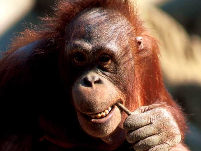 mono_Orangutan.jpg
