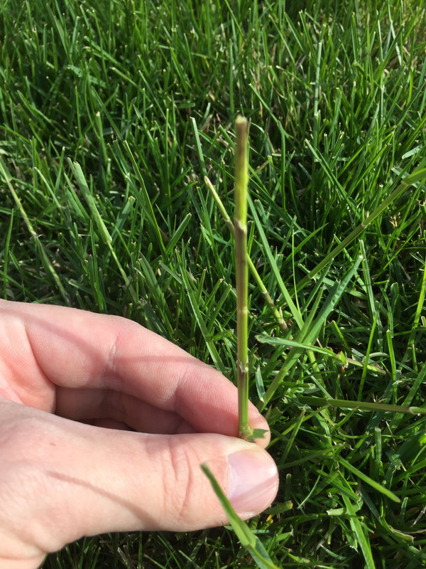 is this poa trivialis, nutsedge, or some other type of cool season ...