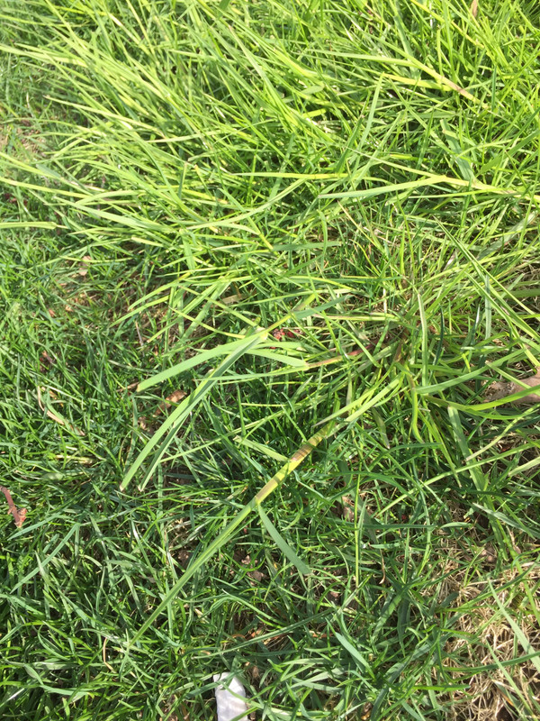 is this poa trivialis, nutsedge, or some other type of cool season ...