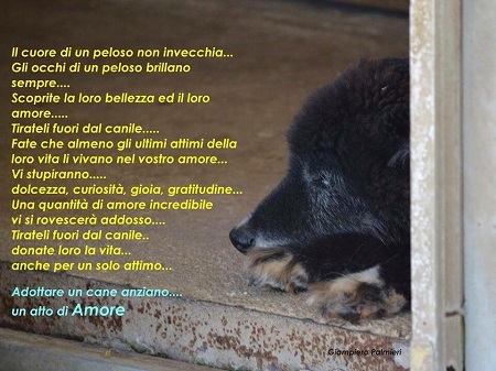 Poesie Al Cucciolo