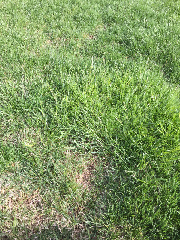 is this poa trivialis, nutsedge, or some other type of ...